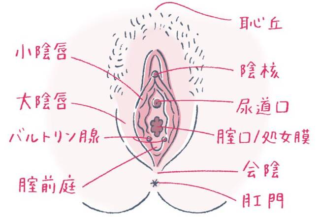 クリトリス包茎で叶える快適なインティメイトケア | ガーデンクリニック