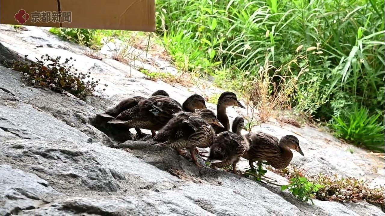 Gion Duck Noodles】ギオンダックヌードル 京都 祇園