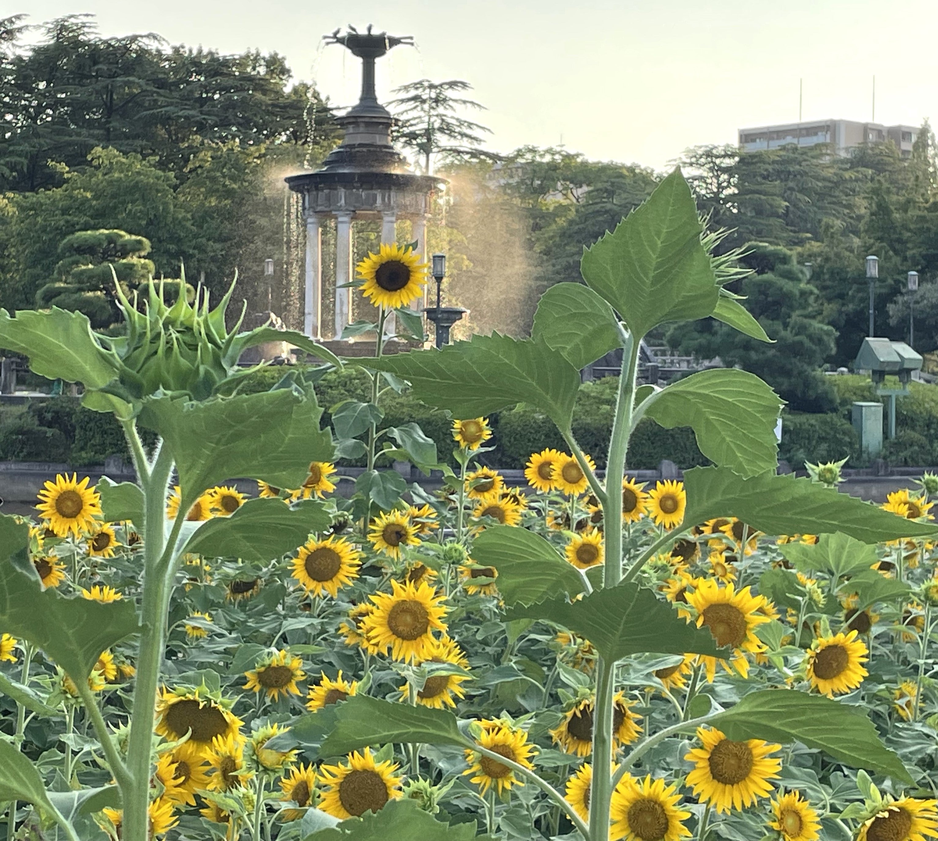 鶴舞公園へひまわりを見に行きました！ : 愛知・名古屋を中心に活動する女性ギタリストせきともこのブログ