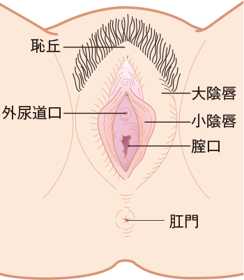 女性ヘルスケア【泌尿器科疾患について】 - 東京慈恵会医科大学 泌尿器科