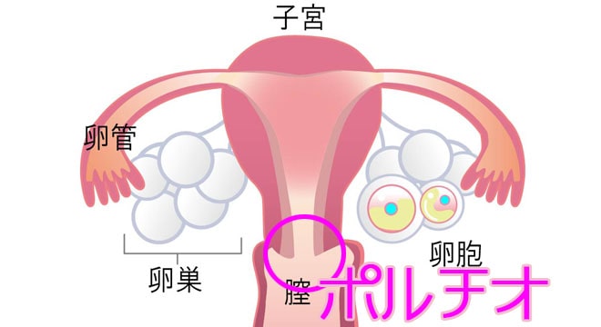 ポルチオってどこにあるの？場所や開発するメリットについて解説