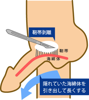 日本人のペニス、平均的サイズは13cm。女性からすると長さは関係ない｜あんしん通販コラム