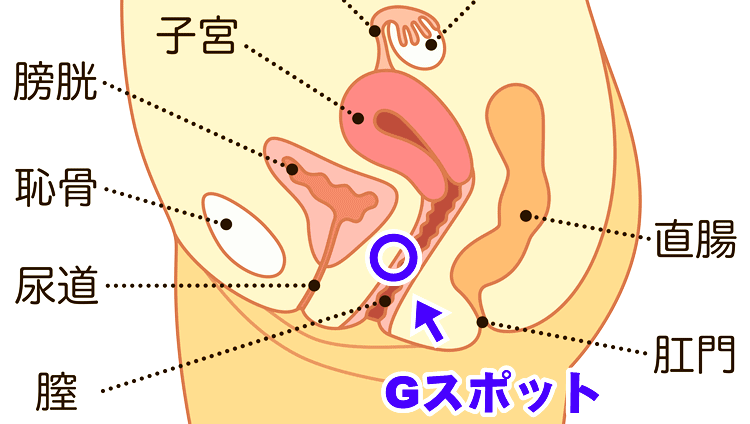 手マン・指マンで女性をイカせる完全教材【図解・動画】 | セクテクサイト