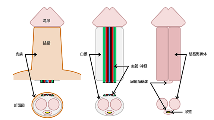 最新の小児包茎の治療方針-これでもうママも悩まない- －泌尿器科－｜KOMPAS