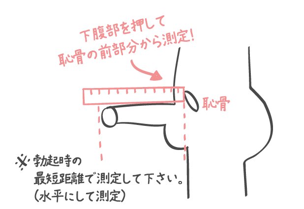 男性のペニスの平均サイズは何センチ？小さいデメリットや改善方法を解説 | ザヘルプM