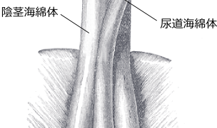 前立腺と精嚢～精液を作る器官 | 男性生殖器マニア