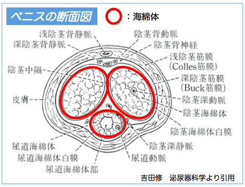 カリ高ペニスになる方法は？カリ高の基準や亀頭を大きくするメリットも解説！ | Men's Chinchi