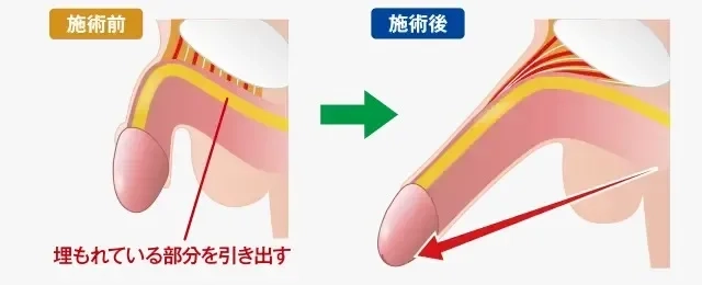 裏筋フェラのやり方！ペニスの裏筋の場所と男性が気持ちいい触り方（マッサージ方法）