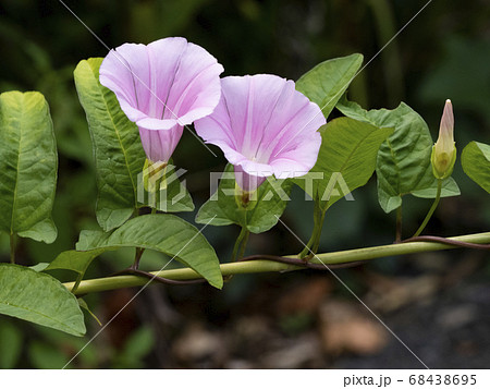 ヒルガオ 昼顔 ひるがお ピンク色の花の写真素材