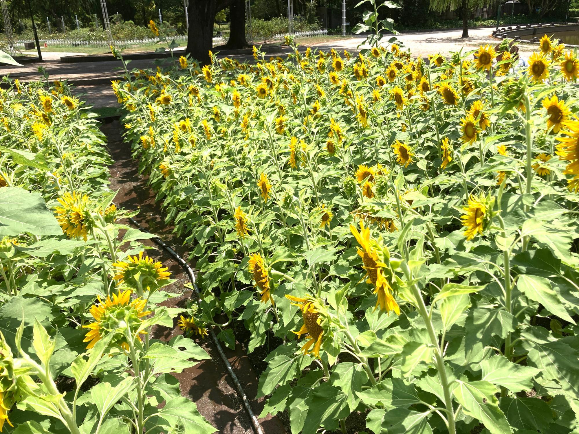 ヒマワリ ひまわり 名古屋