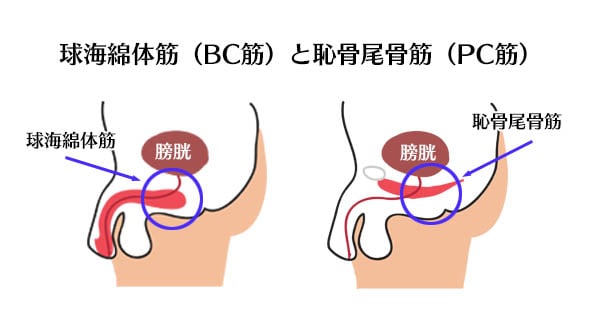 早漏はチントレで治るぞ！トレーニングを3ヵ月続けて自信を取り戻す｜あんしん通販コラム