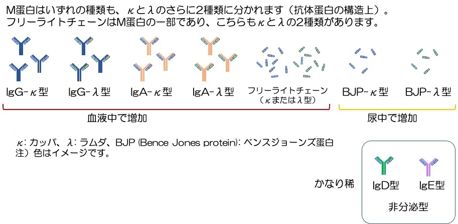 18. 多発性骨髄腫 │