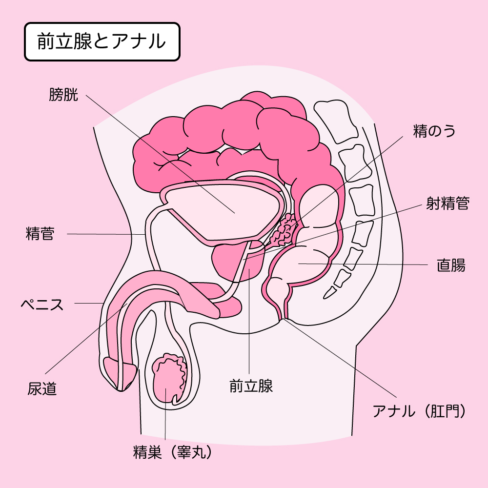 M男必見】尿道責めのやり方や気持ち良くなるコツなどを完全解説｜風じゃマガジン