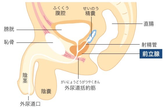 男性のための大人の講座】夜の保健室～秘密の特別授業～