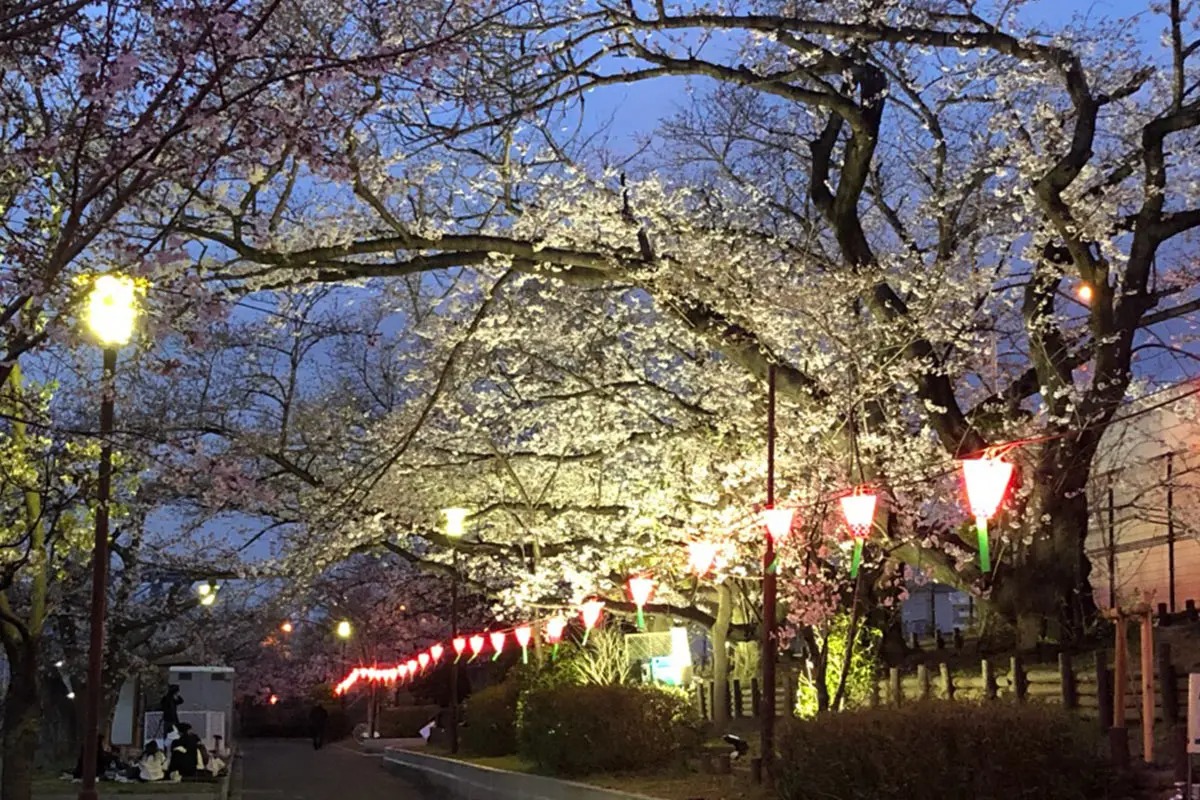 2021年「狭山池まつり」「桜まつり・春（夜桜ライトアップ）」の開催について | 大阪狭山びこー大阪狭山市の地域情報サイト