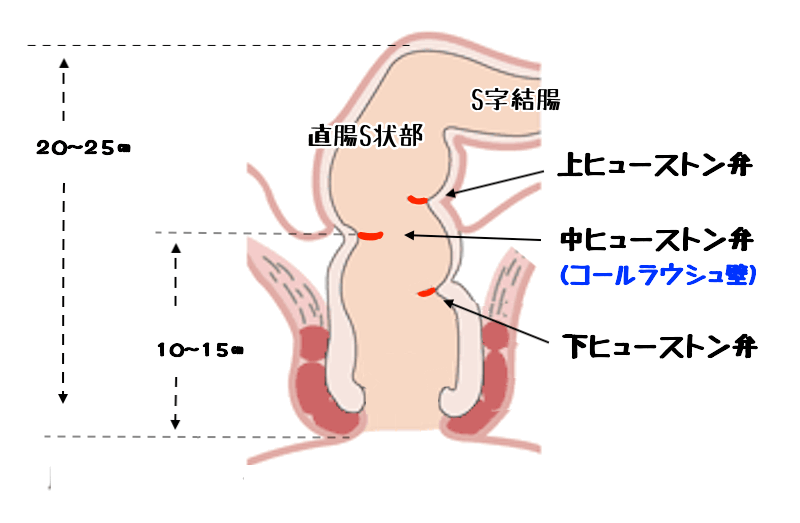 アナルセックスって気持ちいいの？ 経験者に聞いてみた | オトナのハウコレ