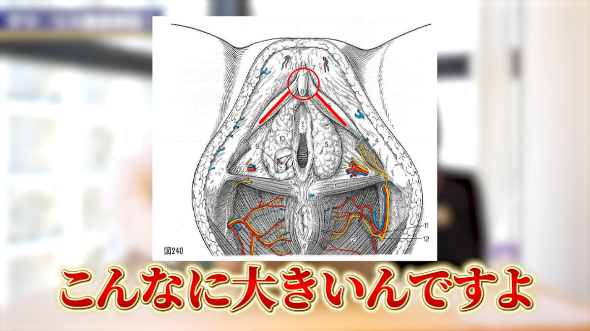 指名が激増】男性を虜にさせる！思わず喘ぎ声が出る基本的なフェラのコツ～基礎から応用編～│【風俗求人】デリヘルの高収入求人や風俗コラムなど総合情報サイト  | デリ活～マッチングデリヘル～