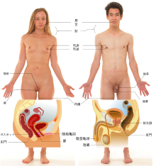 全身性感帯になる開発方法とは？場所やコツ - 夜の保健室