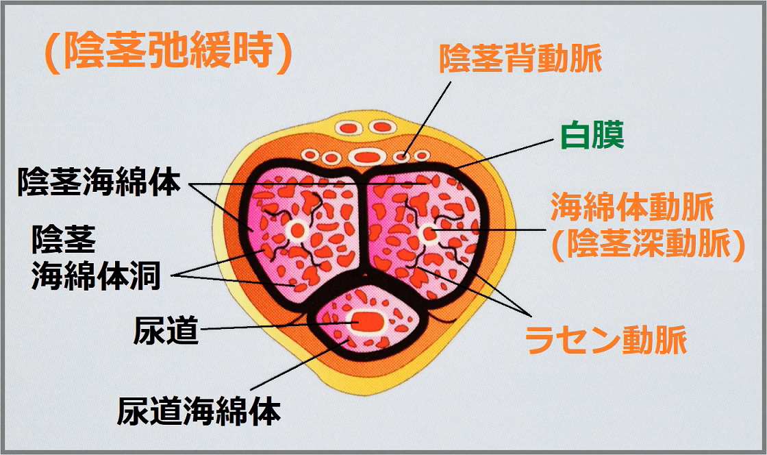 【勃起動画】ふにゃふにゃちんこが勃起するまでを撮影してみた！【男女ともにおすすめ】【自撮り】