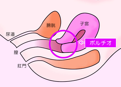 ポルチオを開発すると中イキできるかも！気持ちいい触り方やおすすめの体位をご紹介 | ファッションメディア