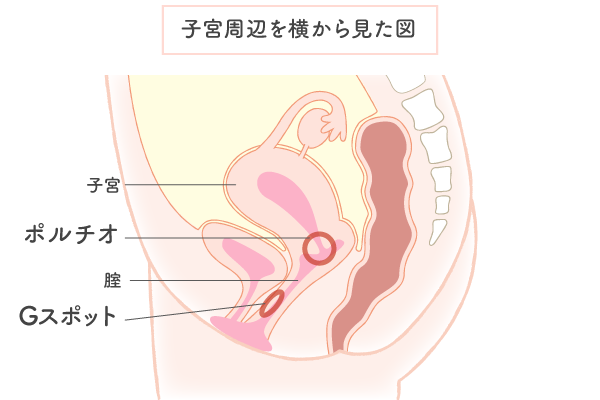 後背位編図解】女が最も中イキしやすい体位!オーガズムを得やすい体勢 | 【きもイク】気持ちよくイクカラダ