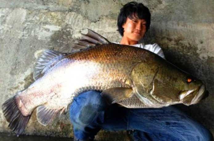 高知食品】芋けんぴ 1.9kg（大袋） | 高知県南国市 |