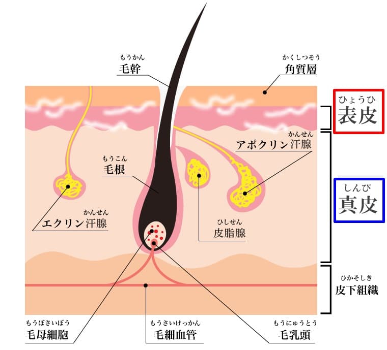 ヒゲを毛抜きで抜くのは危険！起こりうる肌トラブル4つと「生えなくなる」噂の真相 | ツルオ