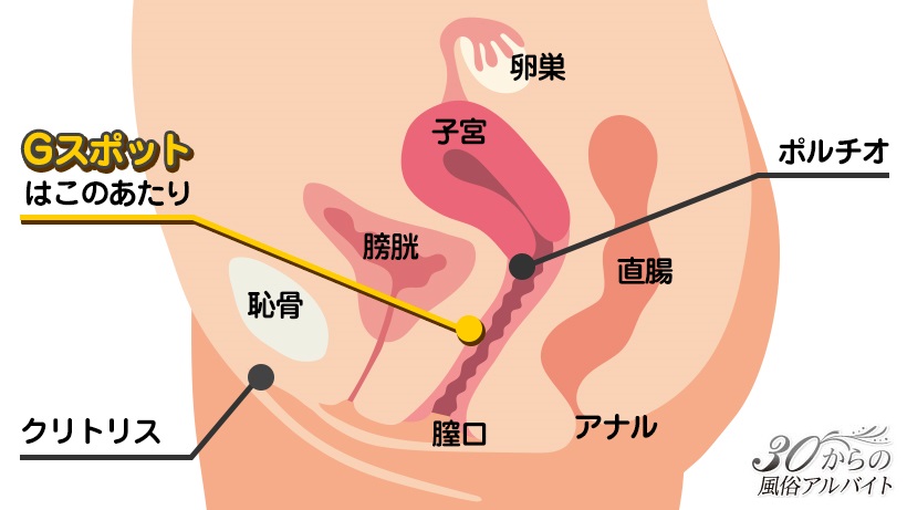 女性が感じる仕組みとは？オーガズムとスキーン腺の関係について解説 | コラム一覧｜