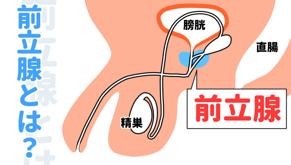 前立腺の役割と病気─前立腺肥大症・前立腺がん・前立腺炎の違い | 大阪梅田紳士クリニック