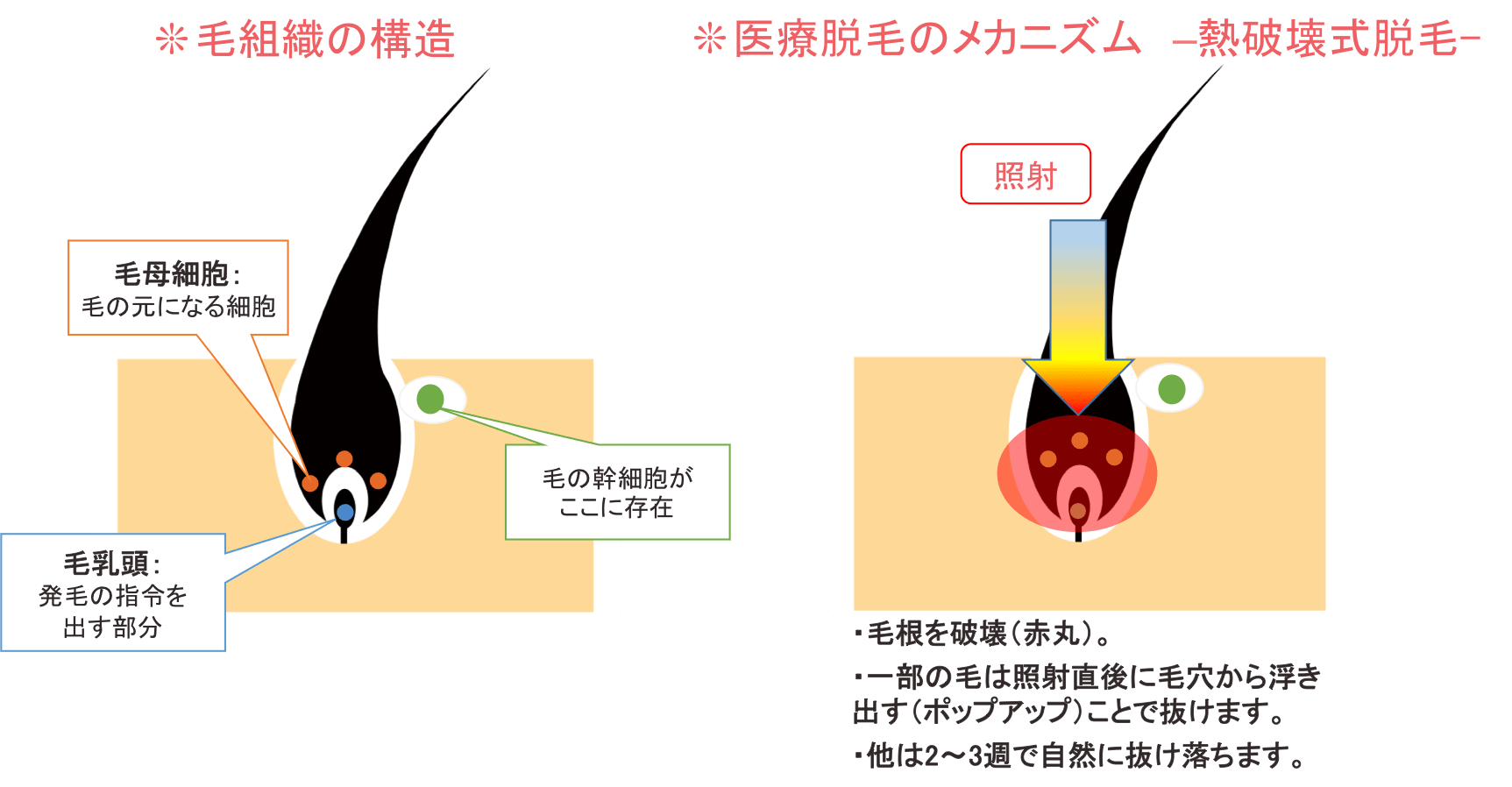 ストレートカミソリの使い方は？