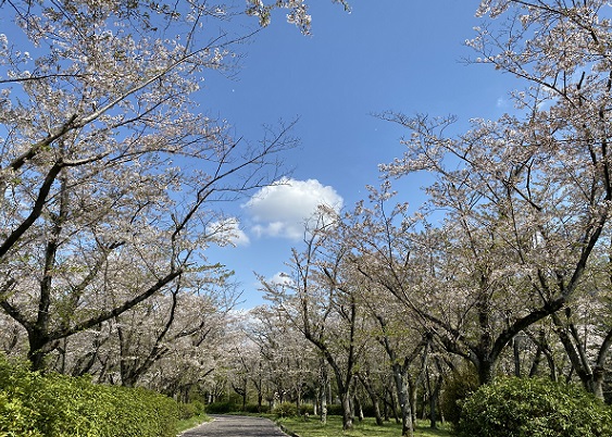 名古屋城の御衣黄桜と藤の咲き始め^^ - SAKURASAKUのブログ館