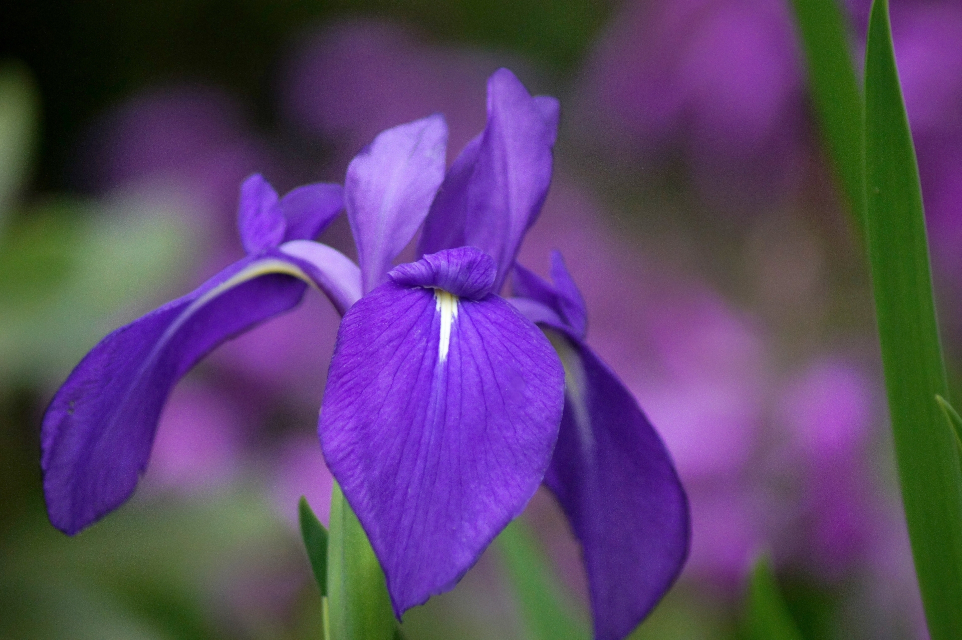 カラーの花｜花言葉が怖い？ 育て方や花が終わったらやることも解説 |