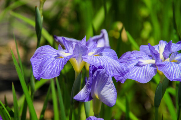 カキツバタの花言葉とは？由来や贈り物の体験談を徹底紹介！ – 東京寿園