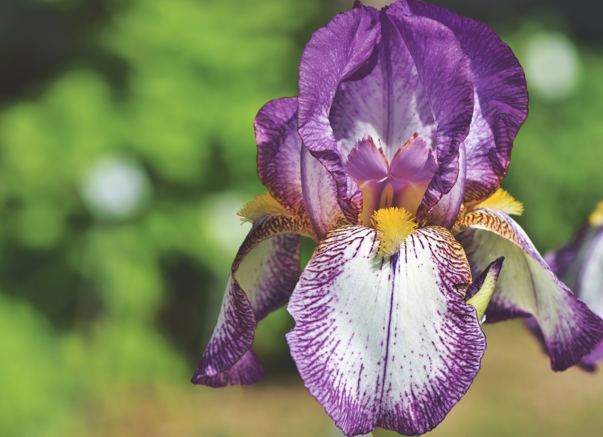 カキツバタの花言葉は怖い？意味・由来・誕生花なども解説