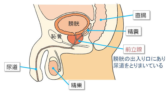 締め方がわからない！骨盤底筋トレーニングを正しくマスターして、尿もれ改善【専門家が解説】 | フェムケアお役立ち情報