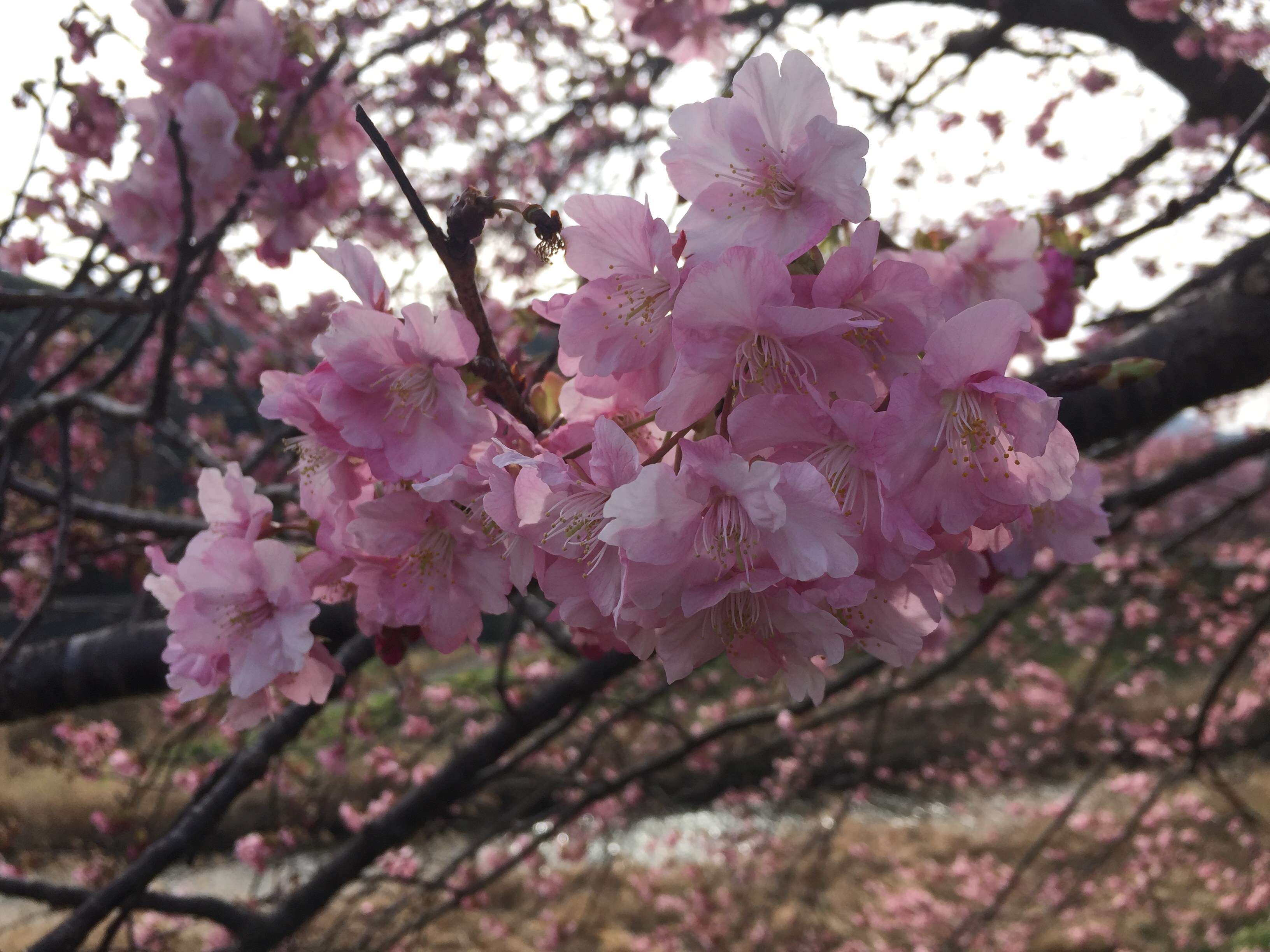 みなみの桜」 | ピクスポット | (絶景・風景写真・撮影スポット・撮影ガイド・カメラの使い方)