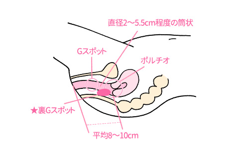 ポルチオとは？ 開発するとセックスが気持ちいい？ | 医師監修