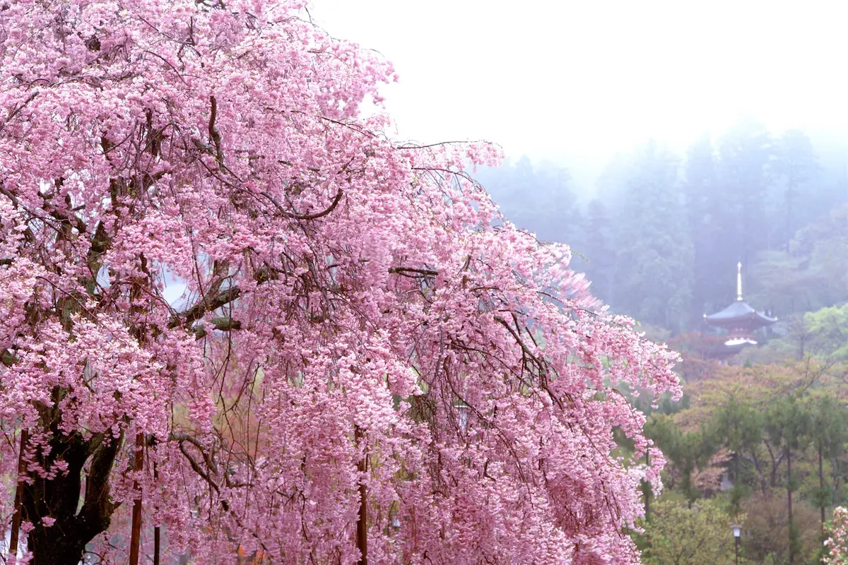 夜桜と昼の桜 - （株）ベストライフスタイル