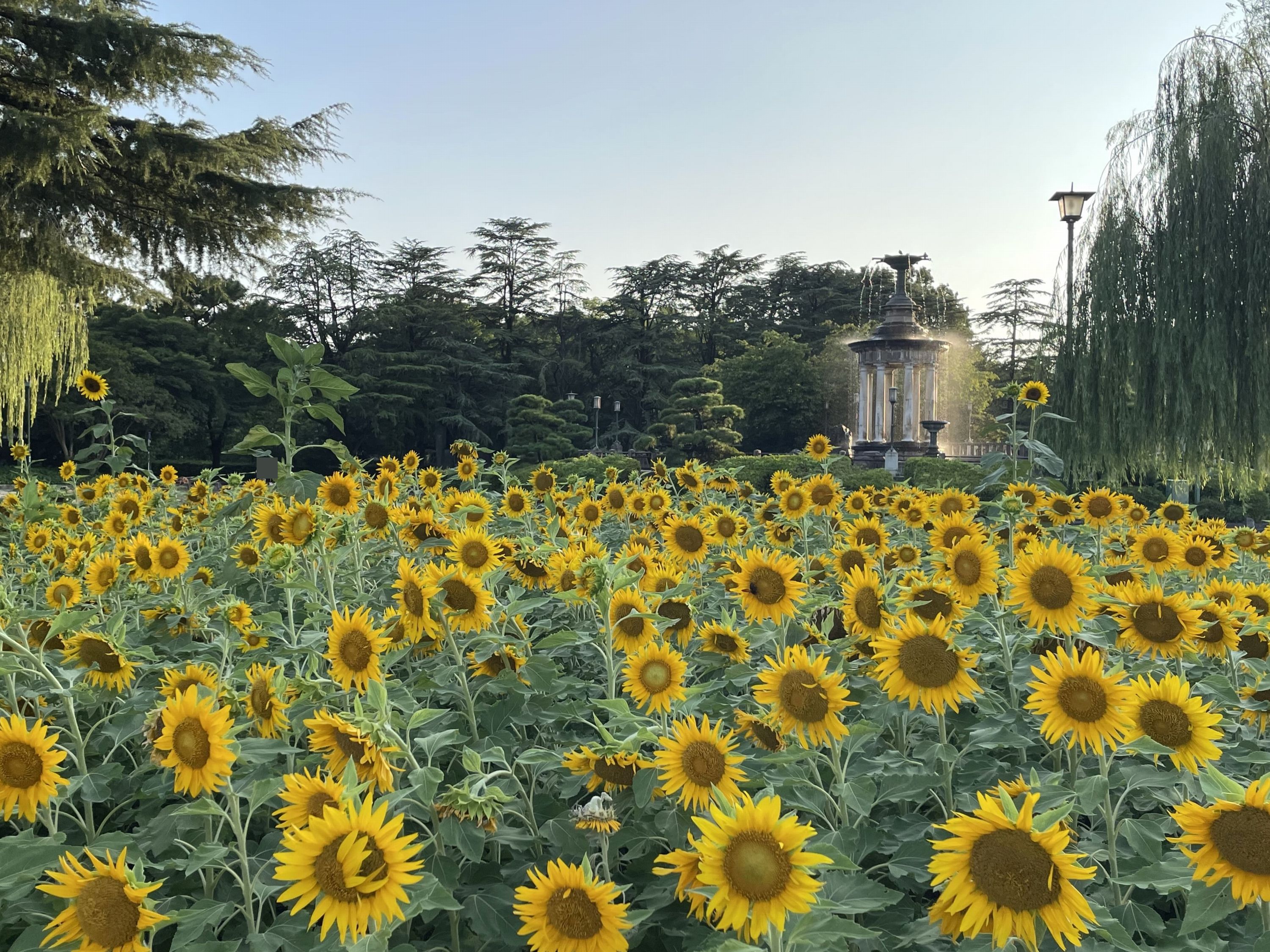 まめことひまわり🌻 早起きしてひまわりを見に鶴舞公園に🚘 花は朝の元気なうちに見るべしです☀️ でも暑くて、まめこ嬢はテンションダウン⤵️ 