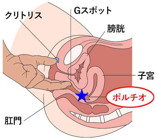 女性のGスポット・ポルチオ性感帯開発方法【図解】 | セクテクサイト