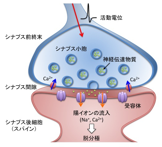 なぜ耳かきは気持ちいい？意外と知らない「耳」のトリビア | 女性自身