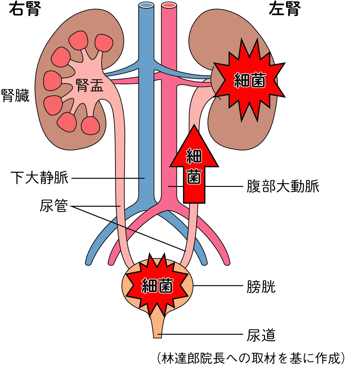 カンジダは自然治癒するのか？【原因・症状・薬】|天神マイケアクリニック