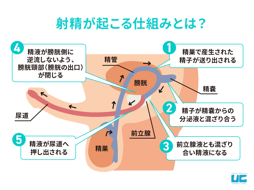 手コキのやり方って？彼を射精させるエッチな手コキテク・種類をイラストで紹介！