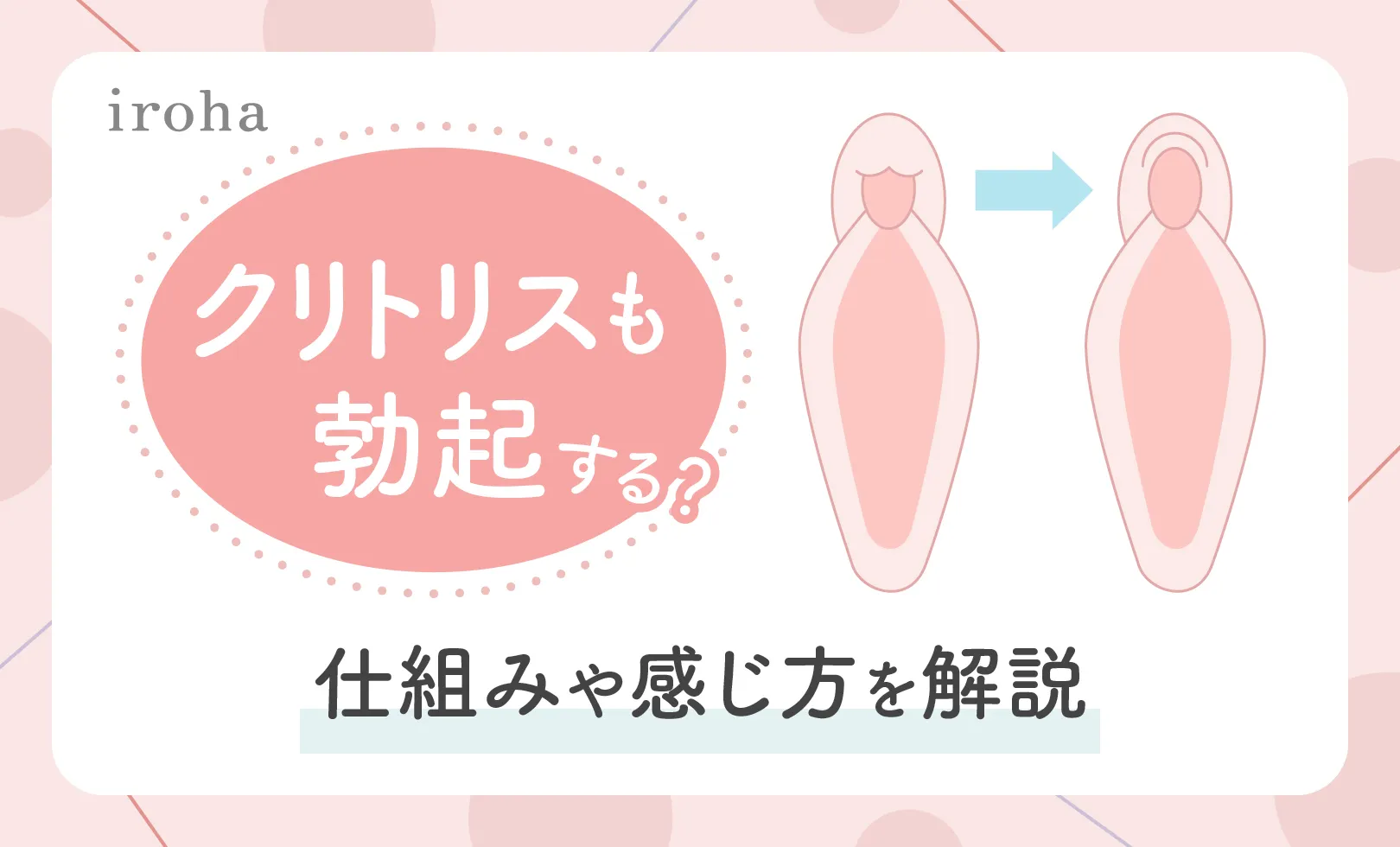 ペニスとクリトリス「勃起・形・メカニズム」の違い【比較完全図解】 | セクテクサイト