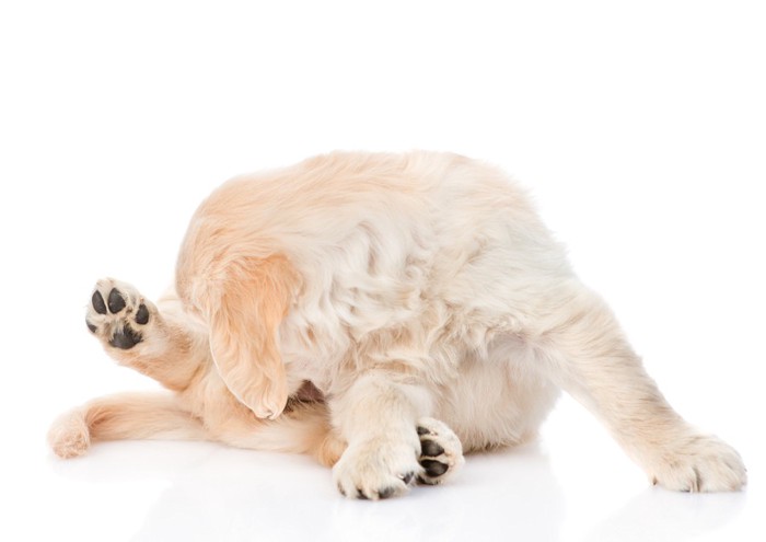 メス犬が外陰部をよく舐めています。また、発情周期がいつもと違うようです。 | エルフペットクリニック