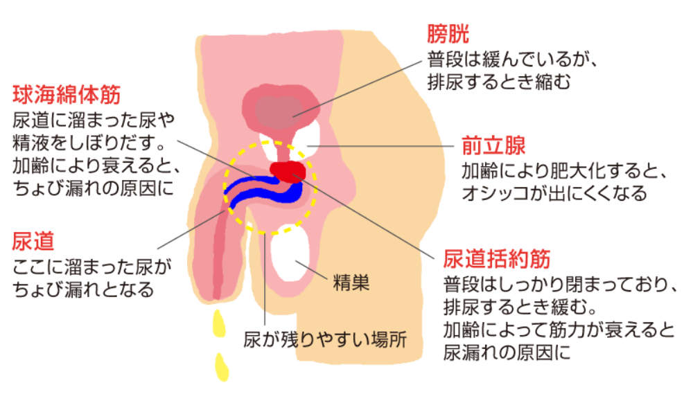 早漏は改善できる！射精を我慢するコツや体位・トレーニング法を紹介