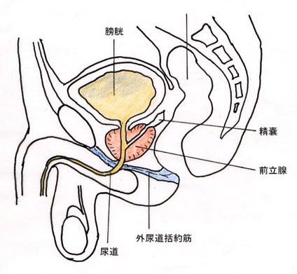 前立腺責めとは？ちょっぴりS女さん必見！マッサージのやり方とポイントを解説 | はじ風ブログ