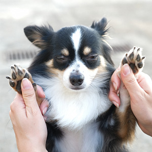 愛猫・愛犬の肉球のはんこ【にきゅ印】- 印鑑をデザインするSirusi【公式】