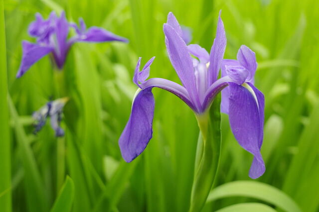 その花、贈って大丈夫？怖い花言葉を持つお花25選 | 胡蝶蘭・スタンド花のプレミアガーデン