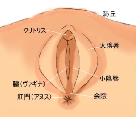 膣の長さや深さはどのくらい？構造を紹介 【医師監修】